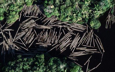 Declaration of Civil Society Organizations on the Crisis of Deforestation and Burning in the Brazilian Amazon