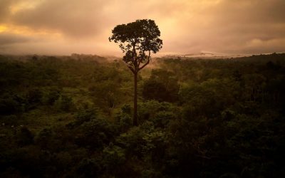 APIB participará de audiência no STF para discutir mudanças climáticas e meio ambiente