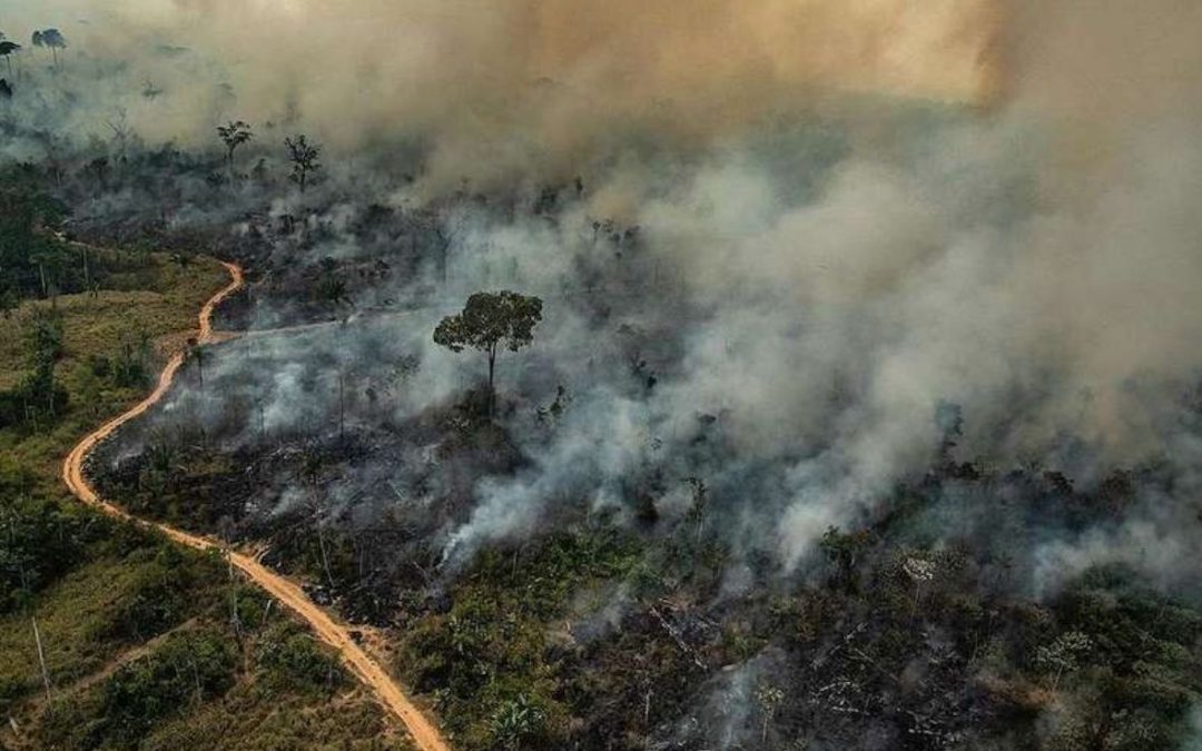Forests & Finance Coalition warns foreign investors about the risk of the anti-environment agenda in the Brazilian Congress